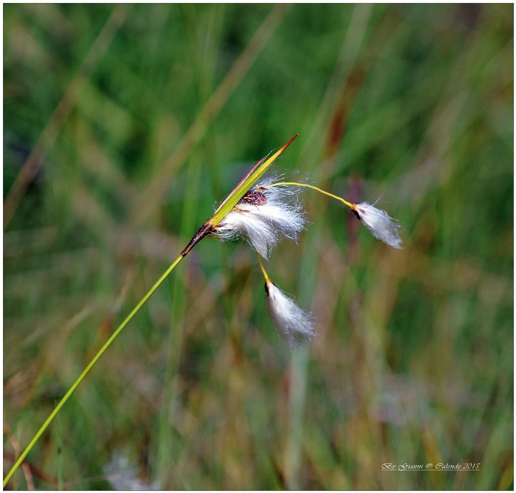 Eriophorum angustifolium